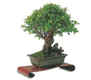 como cuidar un bonsai de sageretia 1