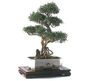 como cuidar un bonsai de serissa